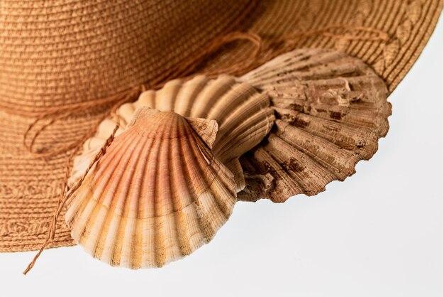 Photo close-up d'une tortue sur un fond blanc