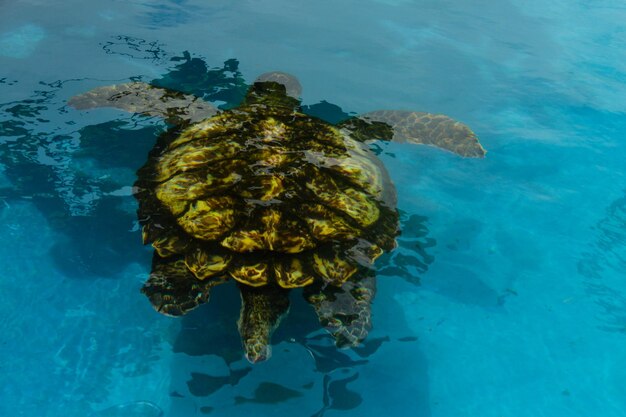 Photo close-up d'une tortue nageant en mer