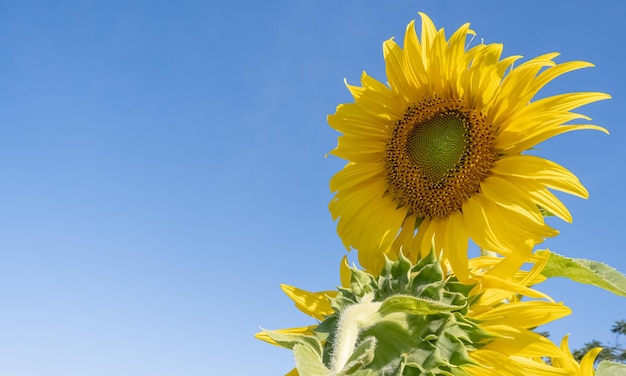 Close up de tournesols dans le champ