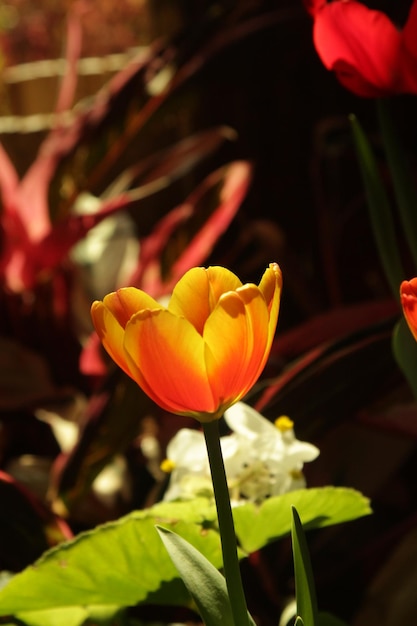 Close-up d'une tulipe en fleur sur le champ