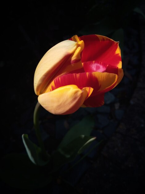 Photo close-up d'une tulipe rose sur un fond noir