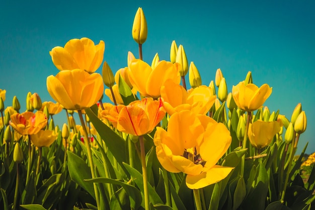Close-up de tulipes en fleurs sur le champ contre un ciel dégagé