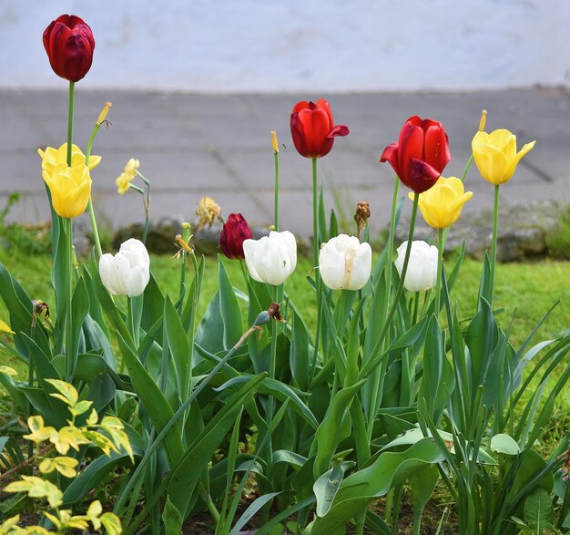 Close-up de tulipes rouges poussant sur le champ