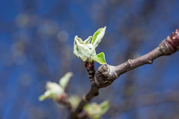 Photo close-up de l'usine sur la branche