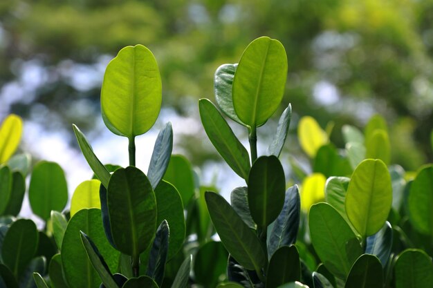 Close-up de l'usine verte