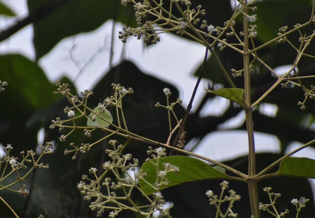 Photo close-up des usines