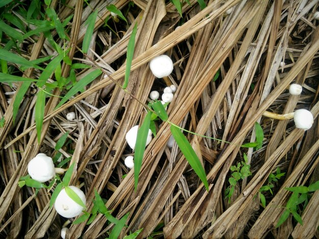 Photo close-up des usines