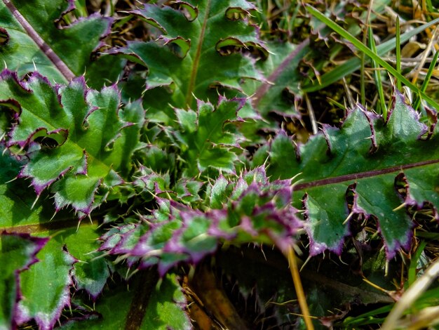 Photo close-up des usines