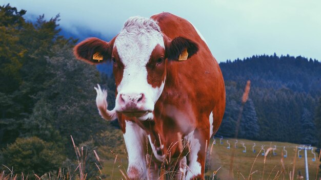 Photo close-up d'une vache debout sur le champ contre le ciel