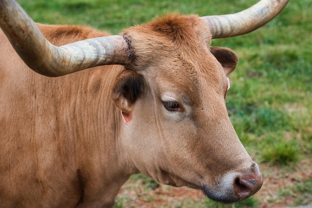 Close-up de la vache