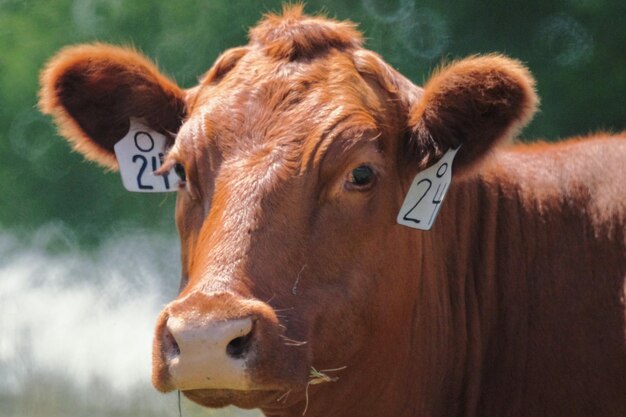 Photo close-up de la vache