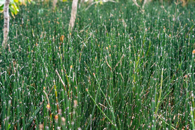 Photo close-up vert equisetum hyemale au cours du printemps.