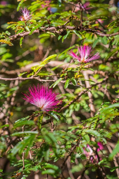 Photo close-up vertical de calliandra eriophylla communément connu sous le nom de poussière de fée