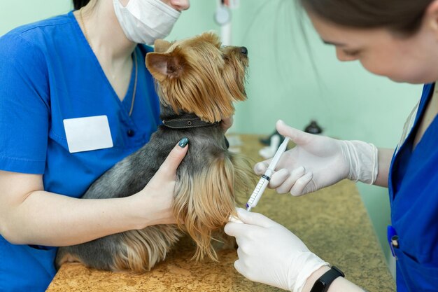 Close up vétérinaire donnant une injection à un chien à l'hôpital