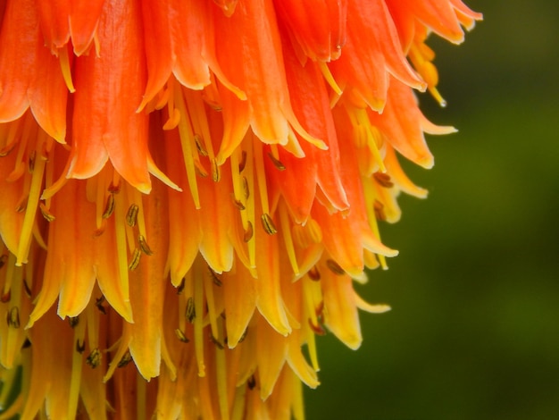 Closep fleur rouge et orange