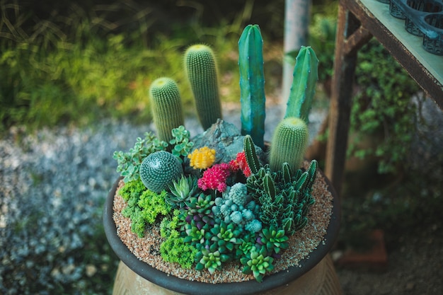 Closeup, arbre cactus