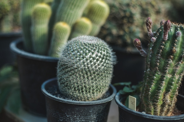 Closeup, arbre cactus