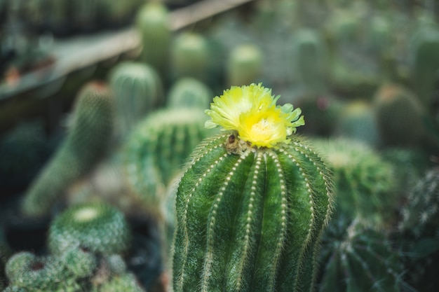 Closeup, arbre cactus