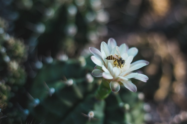 Photo closeup, arbre cactus