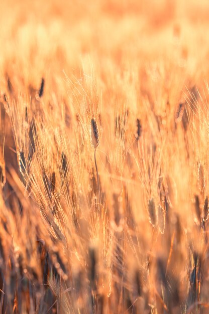 Closeup Barley rizière à l&#39;heure du coucher du soleil avec la lumière parasite.