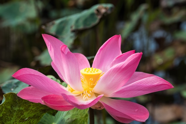 Closeup beau lotus rose