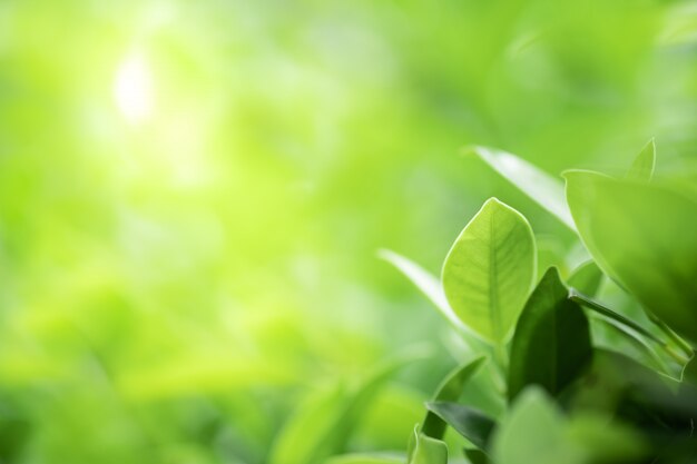 Closeup, beau, vue, de, nature, vert, feuille, sur, verdure, arrière-plan flou, à, lumière soleil