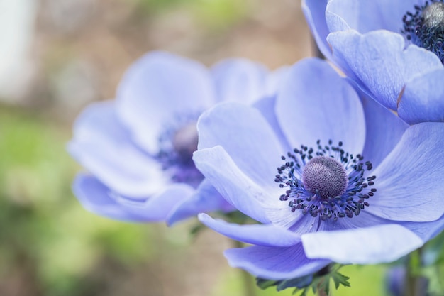 Closeup belle fleur bleue sur fond flou