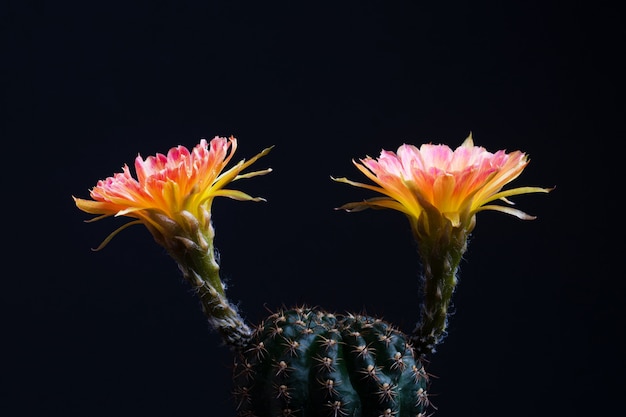 Photo closeup belle fleur de cactus lobivia en fleurs sur fond noir