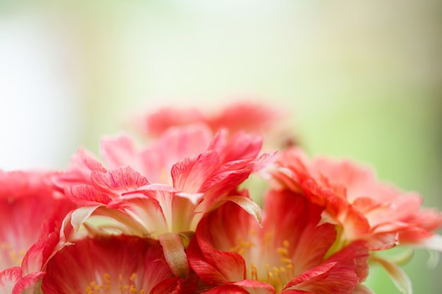 Photo closeup belle fleur de cactus lobivia rouge sur la nature