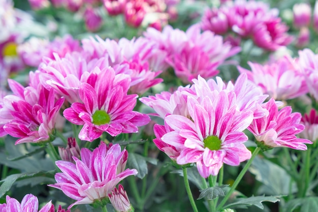 Closeup belle fleur de chrysanthème rose