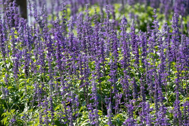 Closeup belle fleur de lavande fougère