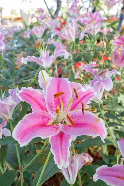 Closeup belle fleur de tigre rose lilly