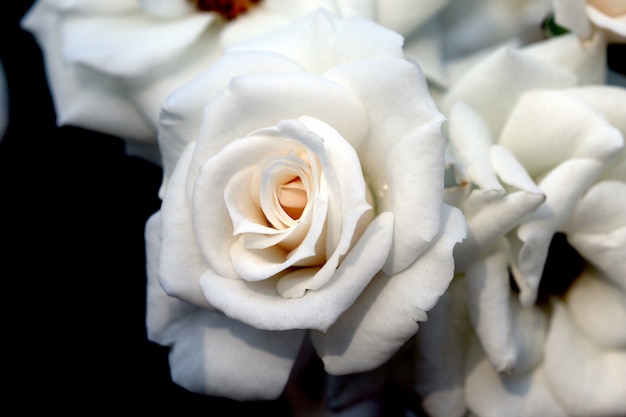 Closeup belle rose blanche fraîche