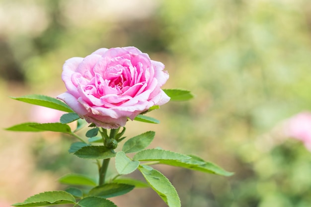 Closeup belle rose rose sur la nature floue