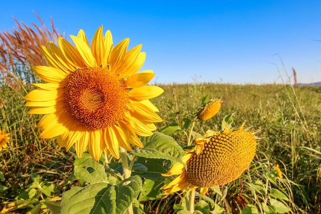 Closeup belle tournesol sur le beau ciel bleu