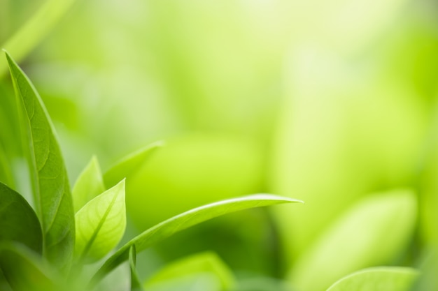 Closeup belle vue sur la nature feuille verte