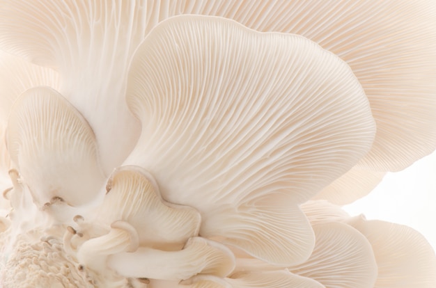 Closeup, blanc, champignon, bas, angle, vue