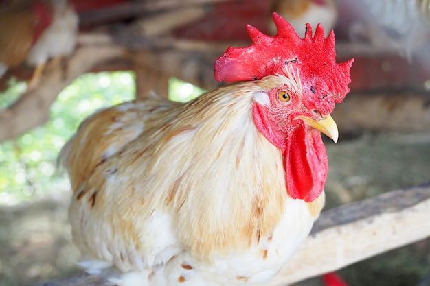 Closeup blanc poulet dans ferme