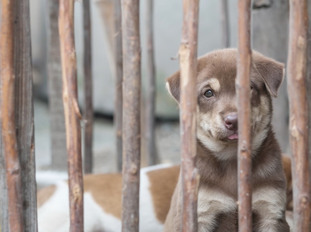 Closeup brun chiot en fond de cage en bois