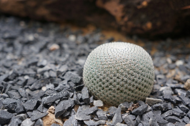 Photo closeup cactus cheveux blancs