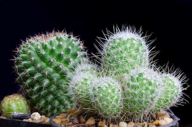 Closeup cactus isoler sur mur noir