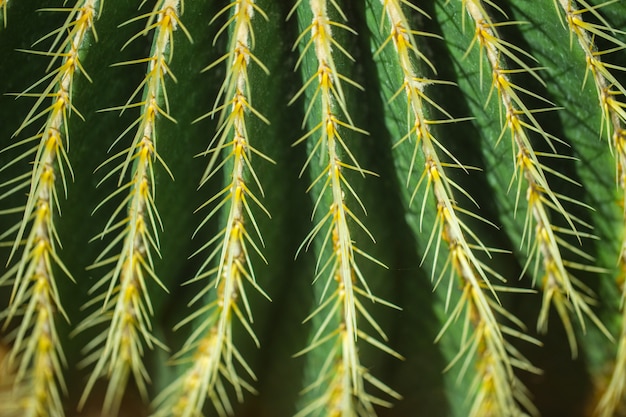 Closeup cactus thorn nature background