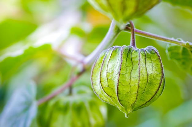 Photo closeup cape gooseberry sur l'arbre dans les fermes biologiques et la lumière du soleil du matin.