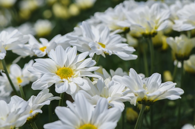 Closeup, de, chrysanthème blanc, fleur