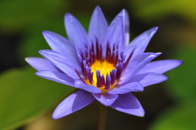 Closeup étang soleil élégant lotus propre