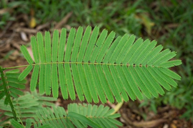 Closeup feuille acacia pennata