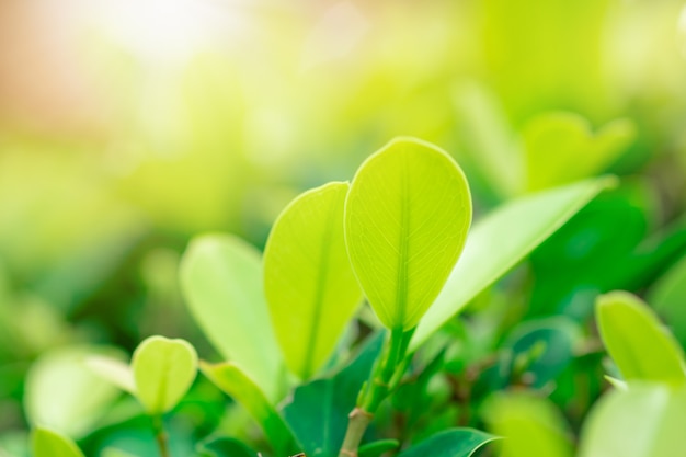 Closeup feuille verte et la lumière du soleil dans le jardin sur fond flou.