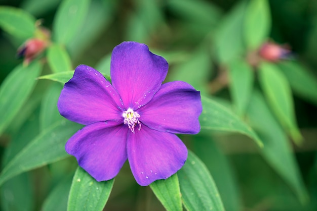 Closeup fleur arbre gloire pourpre