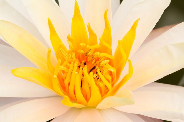 Closeup, fleur lotus, foyer, pollen