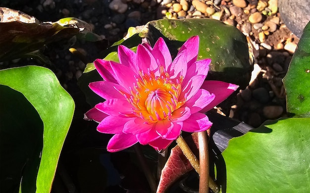 Photo closeup fleur de lotus violet nénuphars d'eau